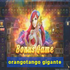 orangotango gigante